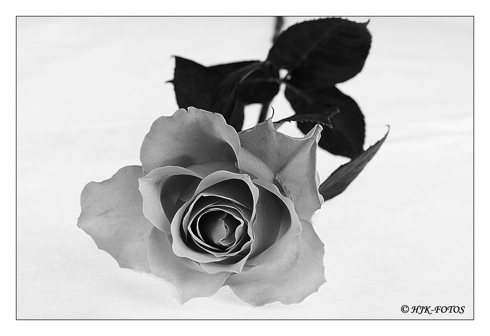 Rose SchwarzWeiß Foto &amp; Bild pflanzen, pilze &amp; flechten, hjk fotos