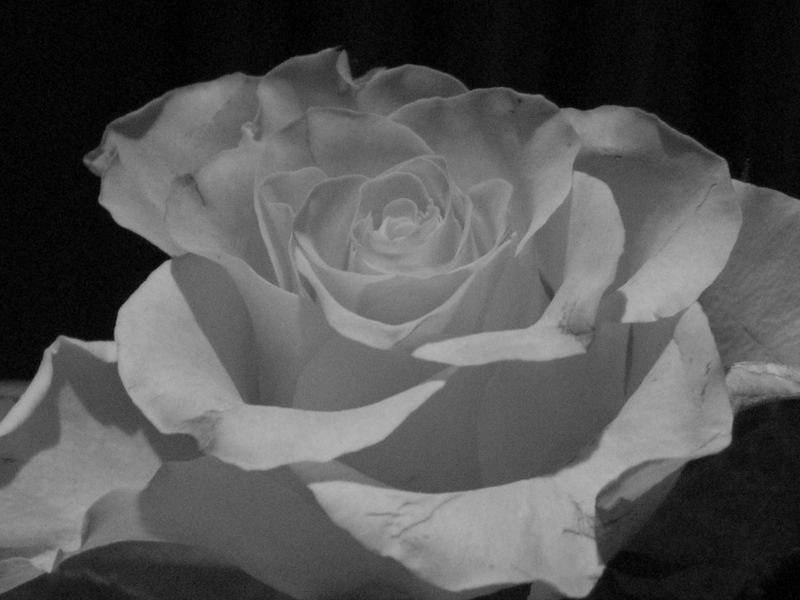 Rose schwarzweiß Foto &amp; Bild pflanzen, pilze &amp; flechten, blüten