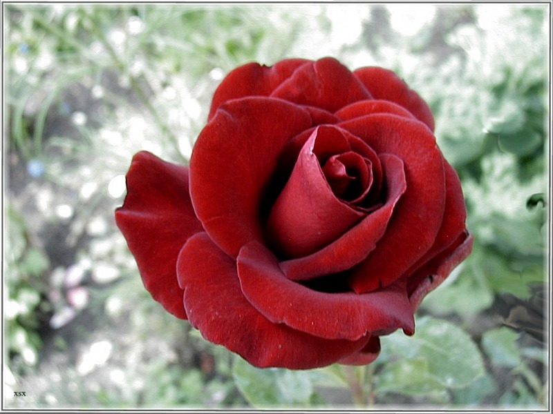 Rose "Schwarze Madonna" 2