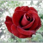 Rose "Schwarze Madonna" 2