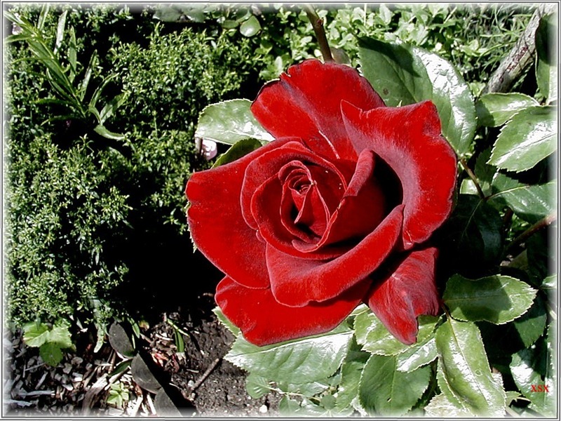 Rose "Schwarze Madonna"