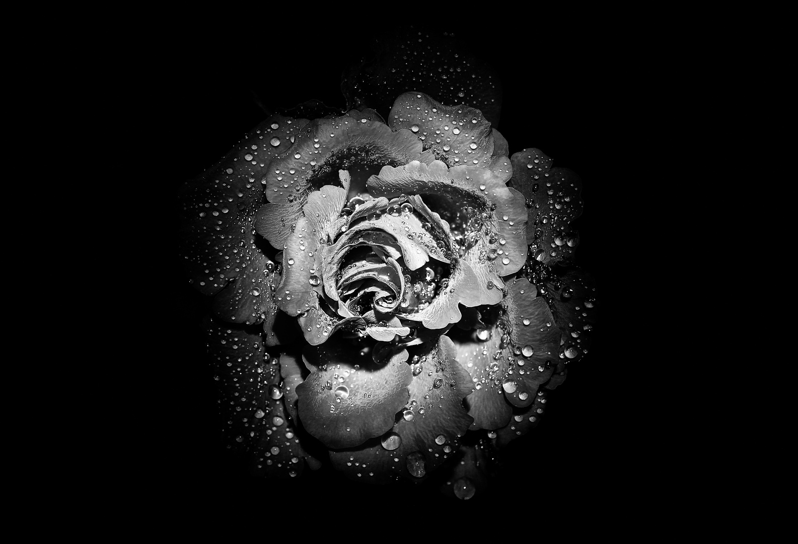 Rose schwarz/weiss Foto & Bild | pflanzen, pilze ...