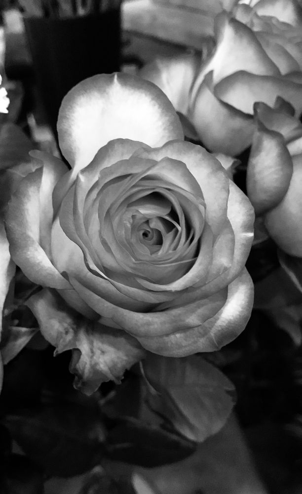 Rose schwarz/weiß 