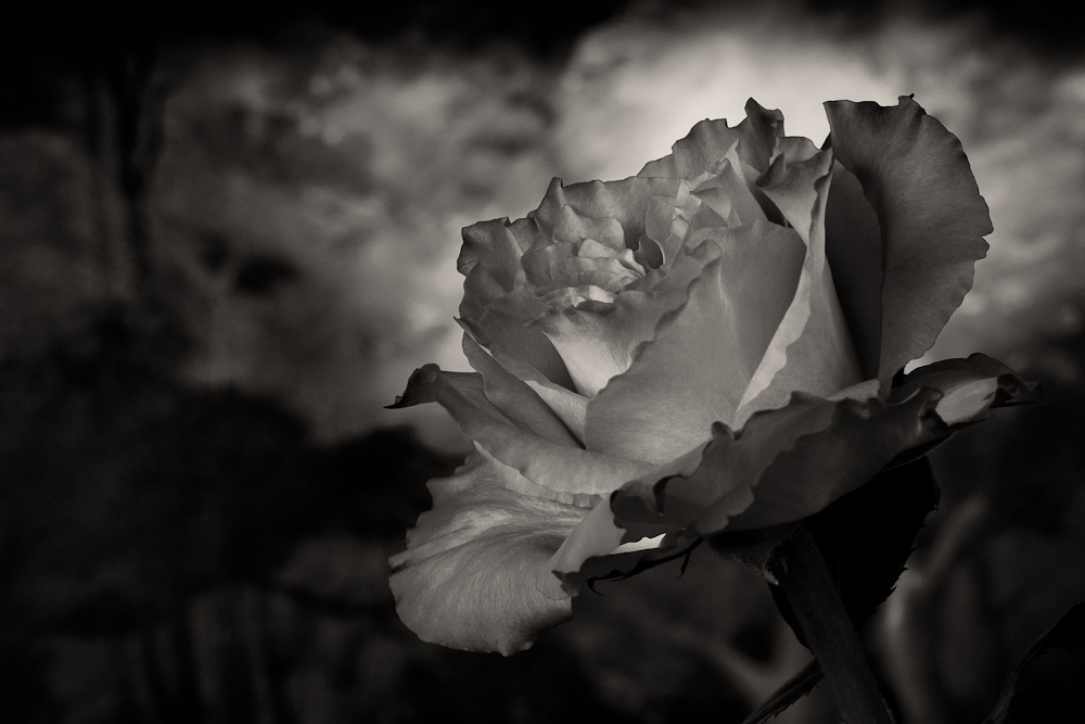 ROSE schwarz/weiss Foto &amp; Bild fotokunst, monochrome fine art, rosen