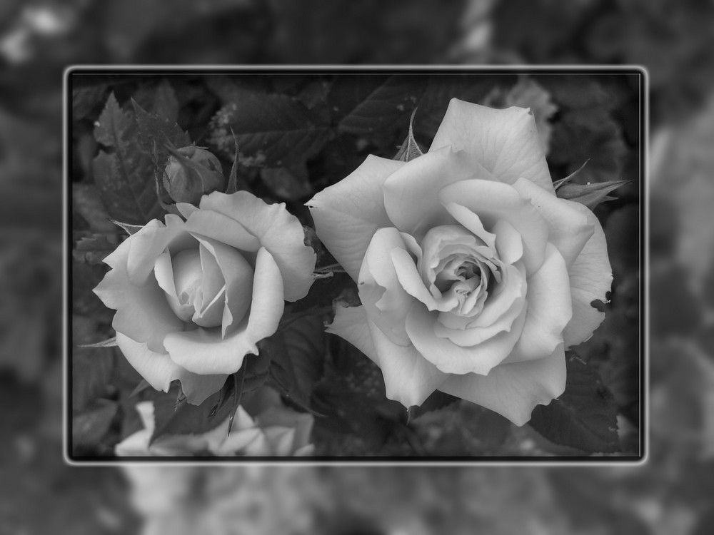 Rose - Schwarz/Weiss