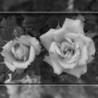 Rose - Schwarz/Weiss