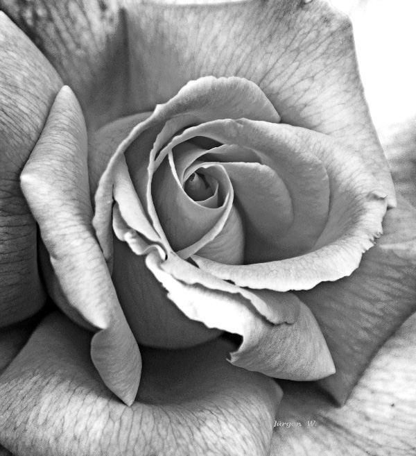 Rose schwarz/weiß Foto &amp; Bild pflanzen, pilze &amp; flechten, blüten
