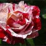 Rose « Sentimentale» - Douce et passionnée