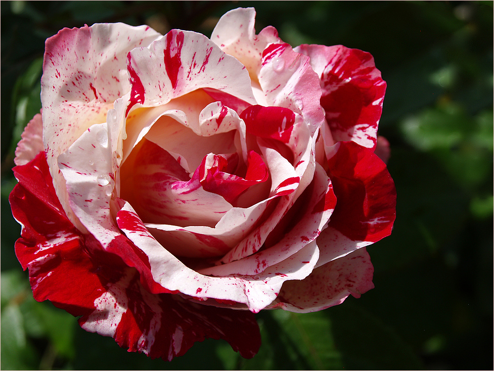 Rose « Sentimentale» - Douce et passionnée