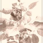 Rose sepia