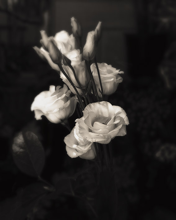 rose sepia