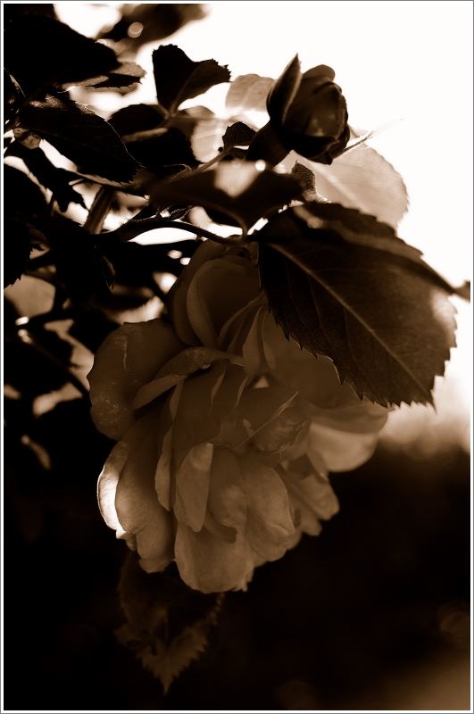 Rose Sepia