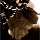 Rose Sepia