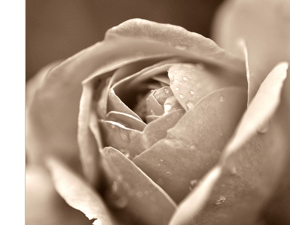 Rose sepia