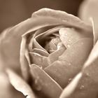 Rose sepia