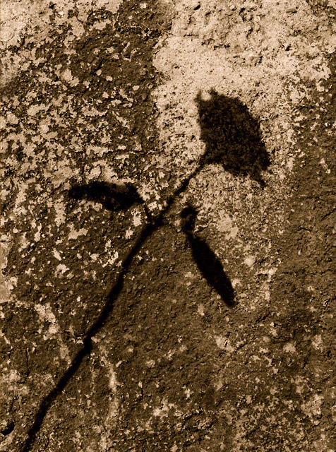 Rose Shadow On A Old Wall