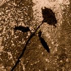 Rose Shadow On A Old Wall