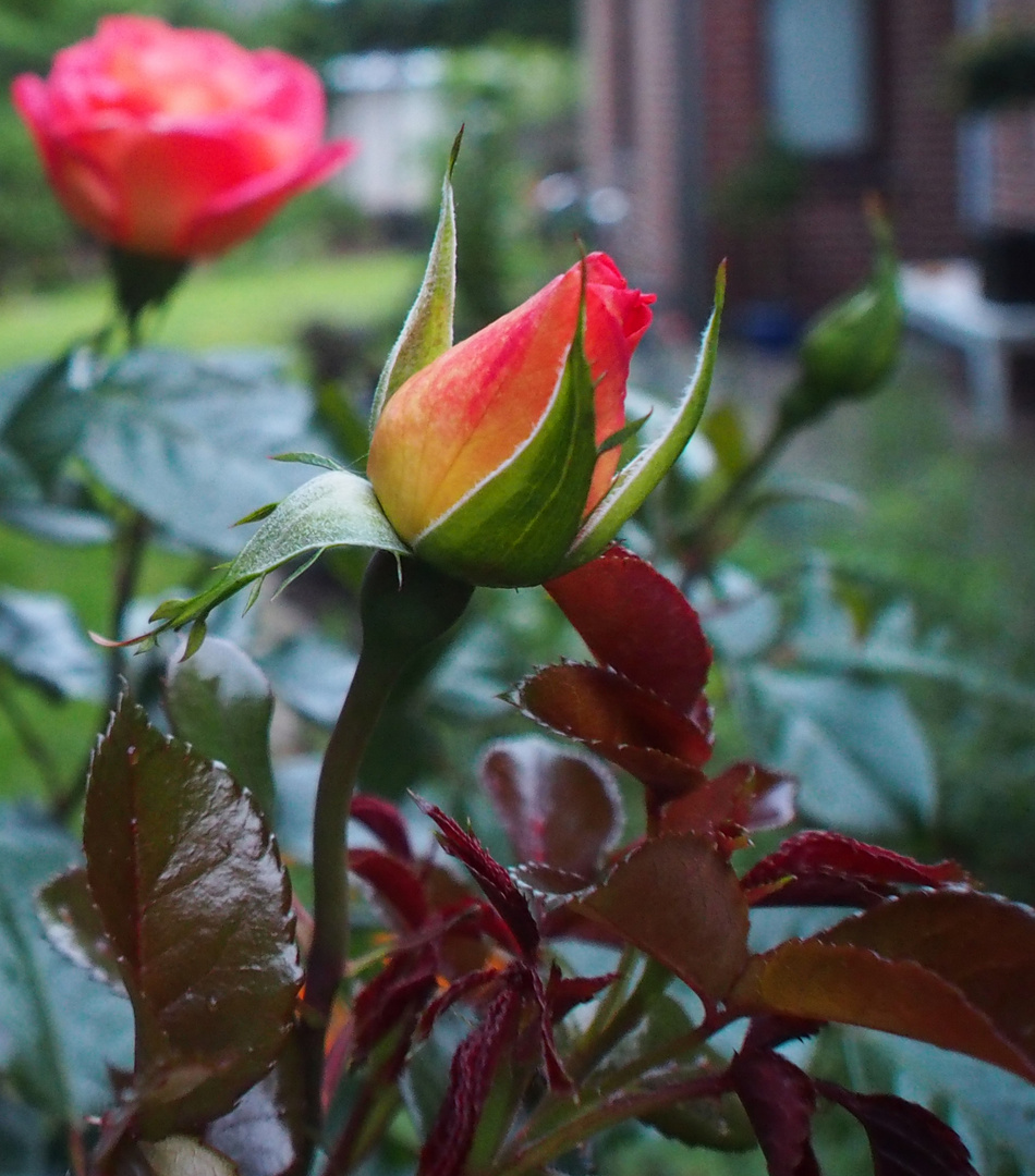 Rose Shanty fängt an zu blühen