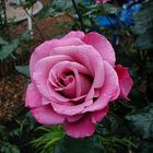 Rose Shocking blue> Floribunda > magentalila