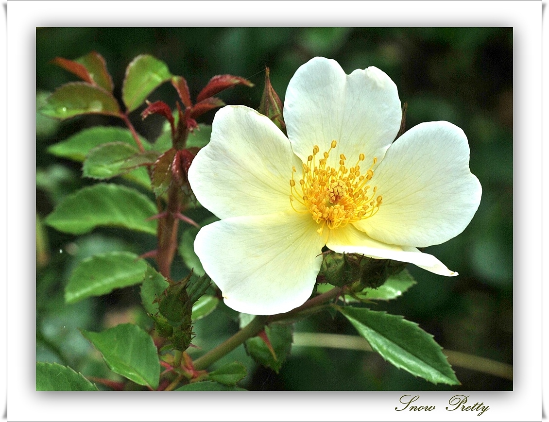 Rose Snow Pretty