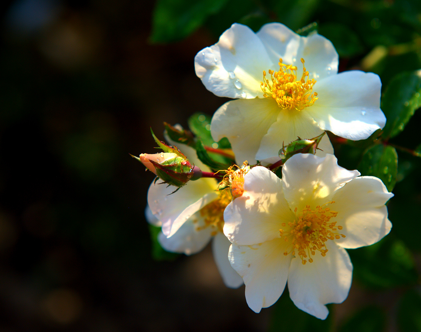 Rose Snow Pretty