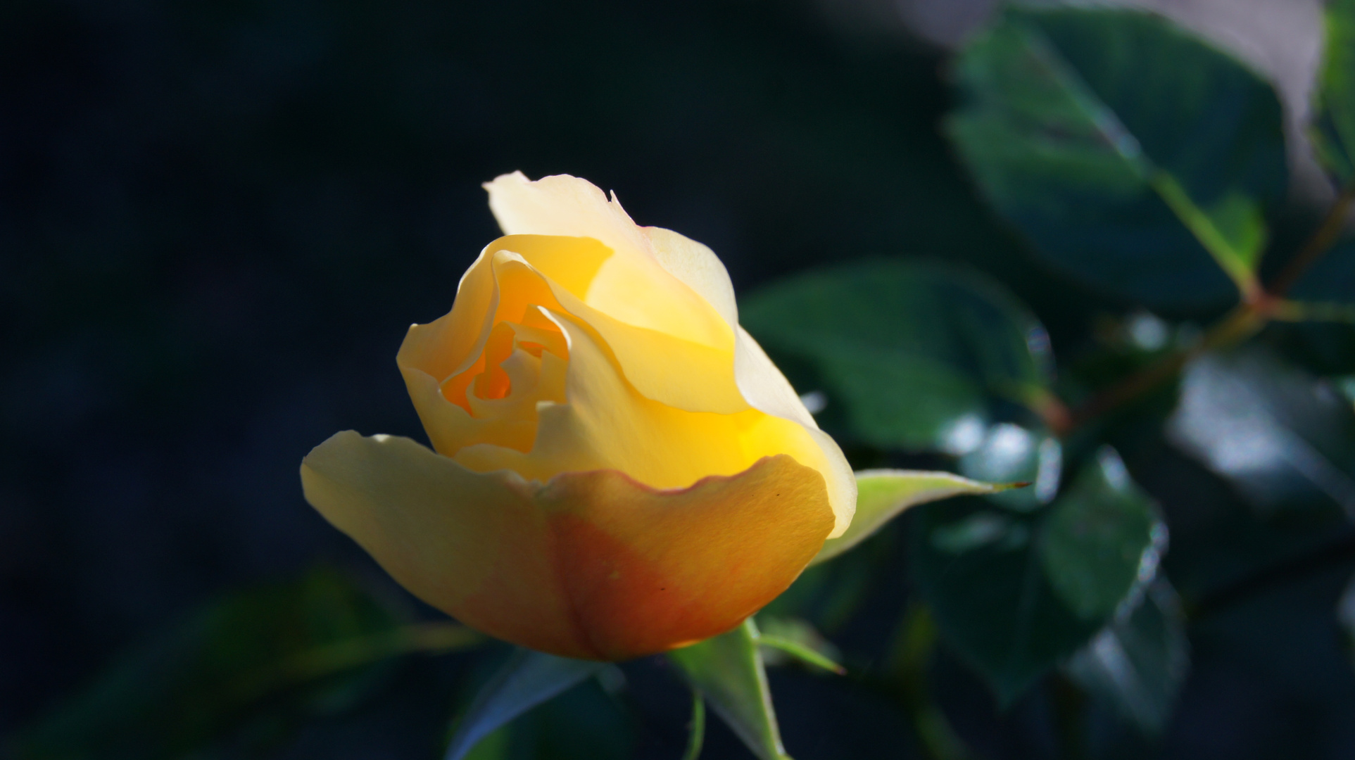 Rose "soleil",aussi timide que le soleil en hiver