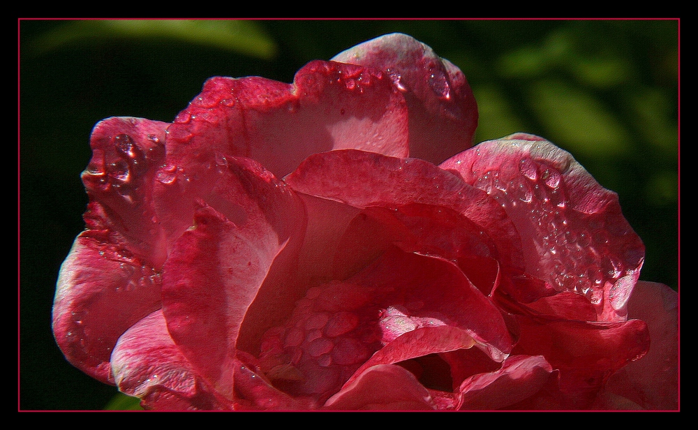 " Rose sortant de la douche "