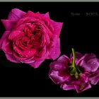 Rose    SOUL  