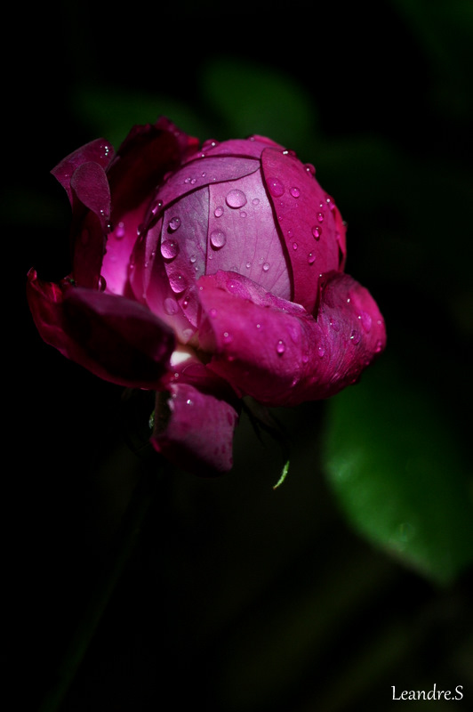 Rose sous la pluie