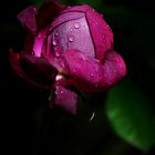 Rose sous la pluie