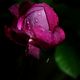 Rose sous la pluie