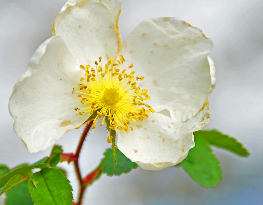 Rose spinosissima