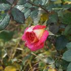 rose sur la pluit