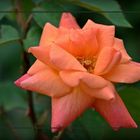 Rose -Sutters Gold-