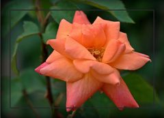 Rose -Sutters Gold-