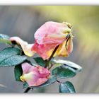 Rose Sutters Gold