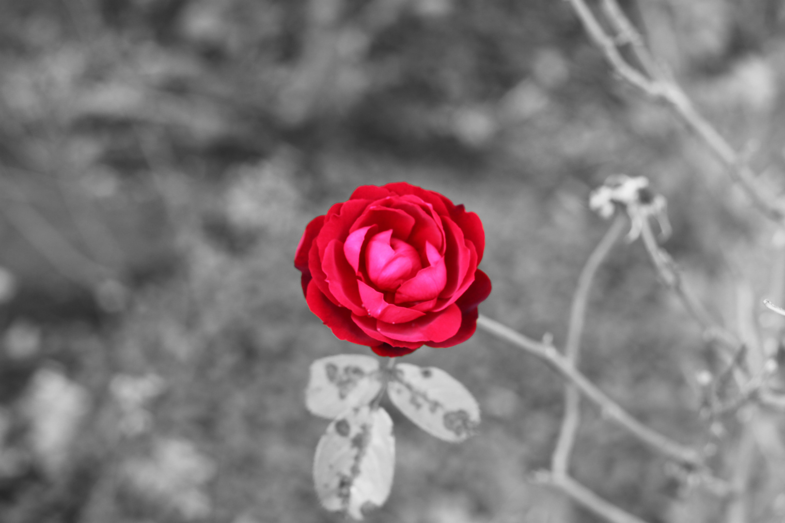 Rose (s/w freigestellt)