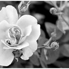 Rose SW (reloaded)