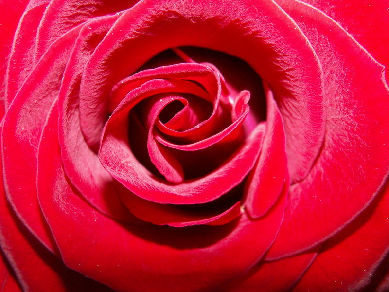 Rose - Symbol der Liebe