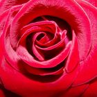 Rose - Symbol der Liebe