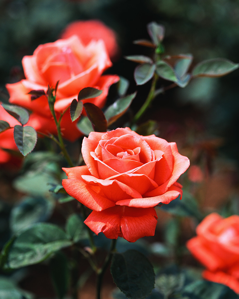 rose toujours, jamais identique...