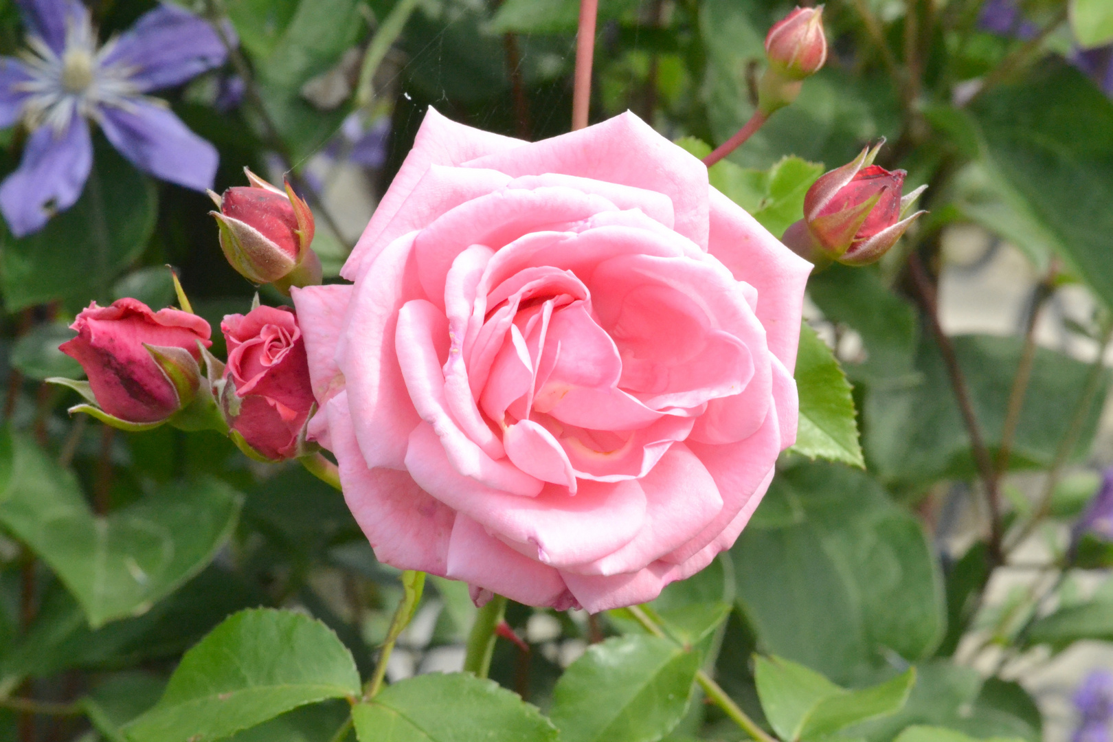 Rose tout en rose