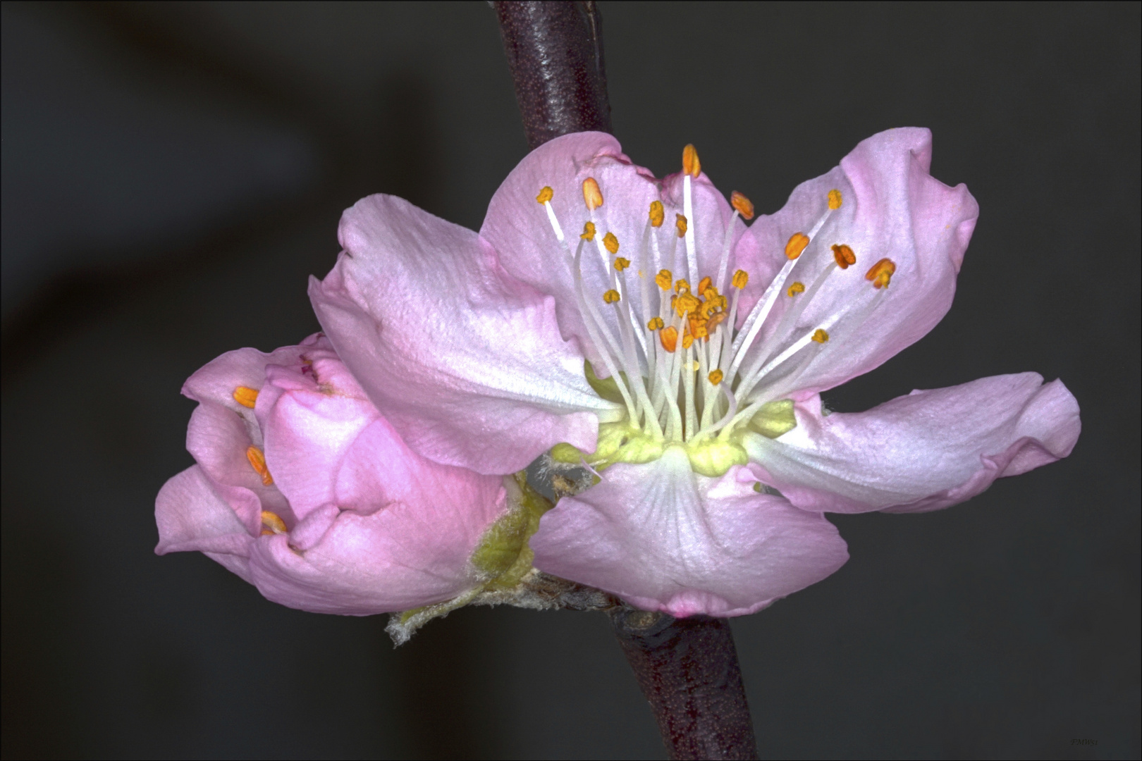 Rose Tree of China