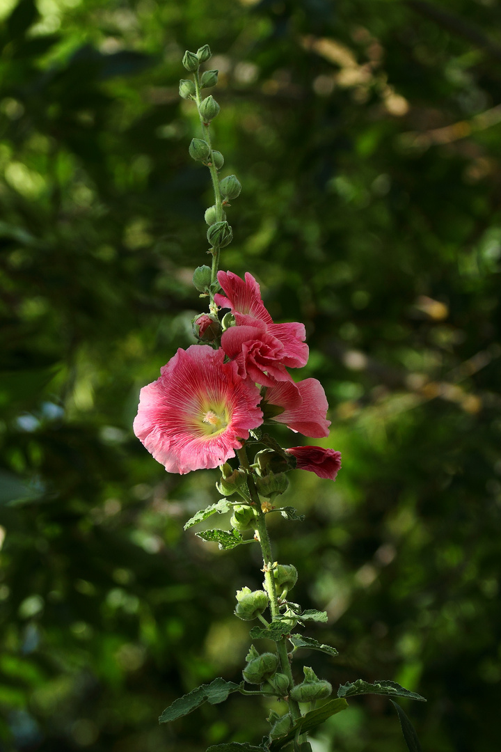 rose trémière 