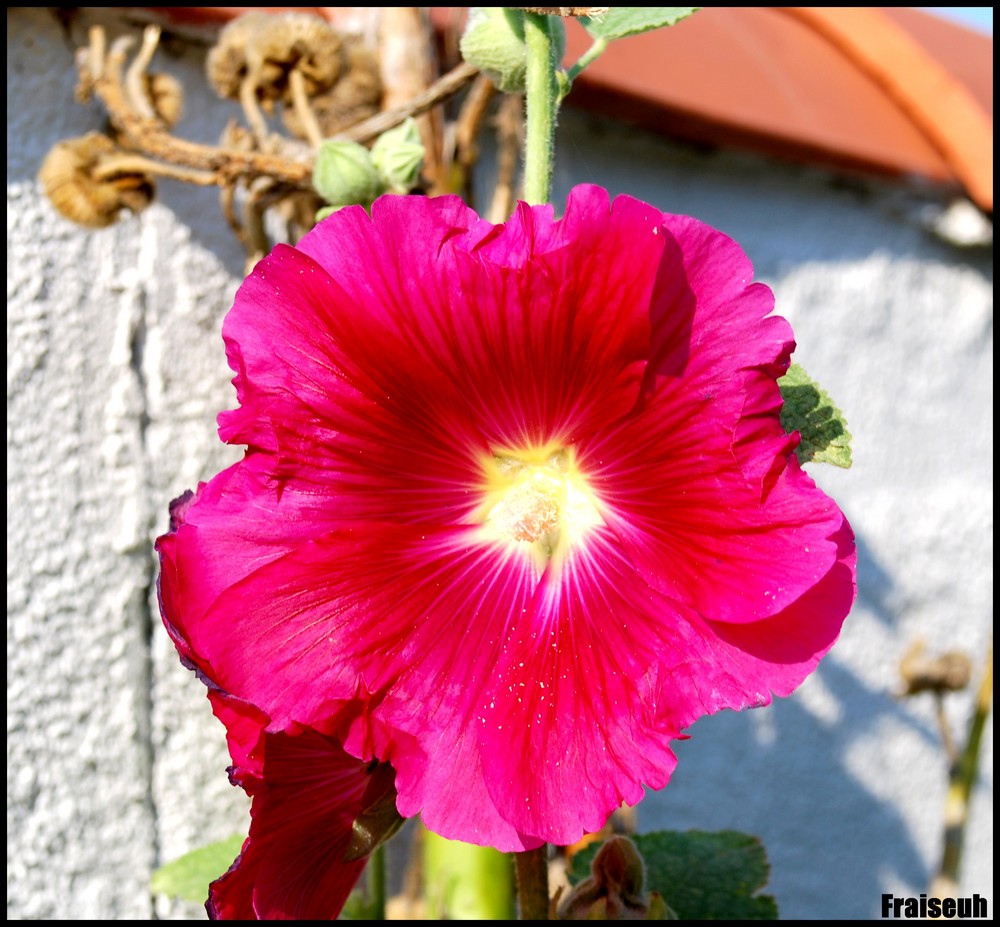 Rose trémière