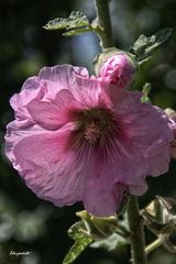 rose trémière 