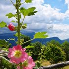 Rose trémière.....