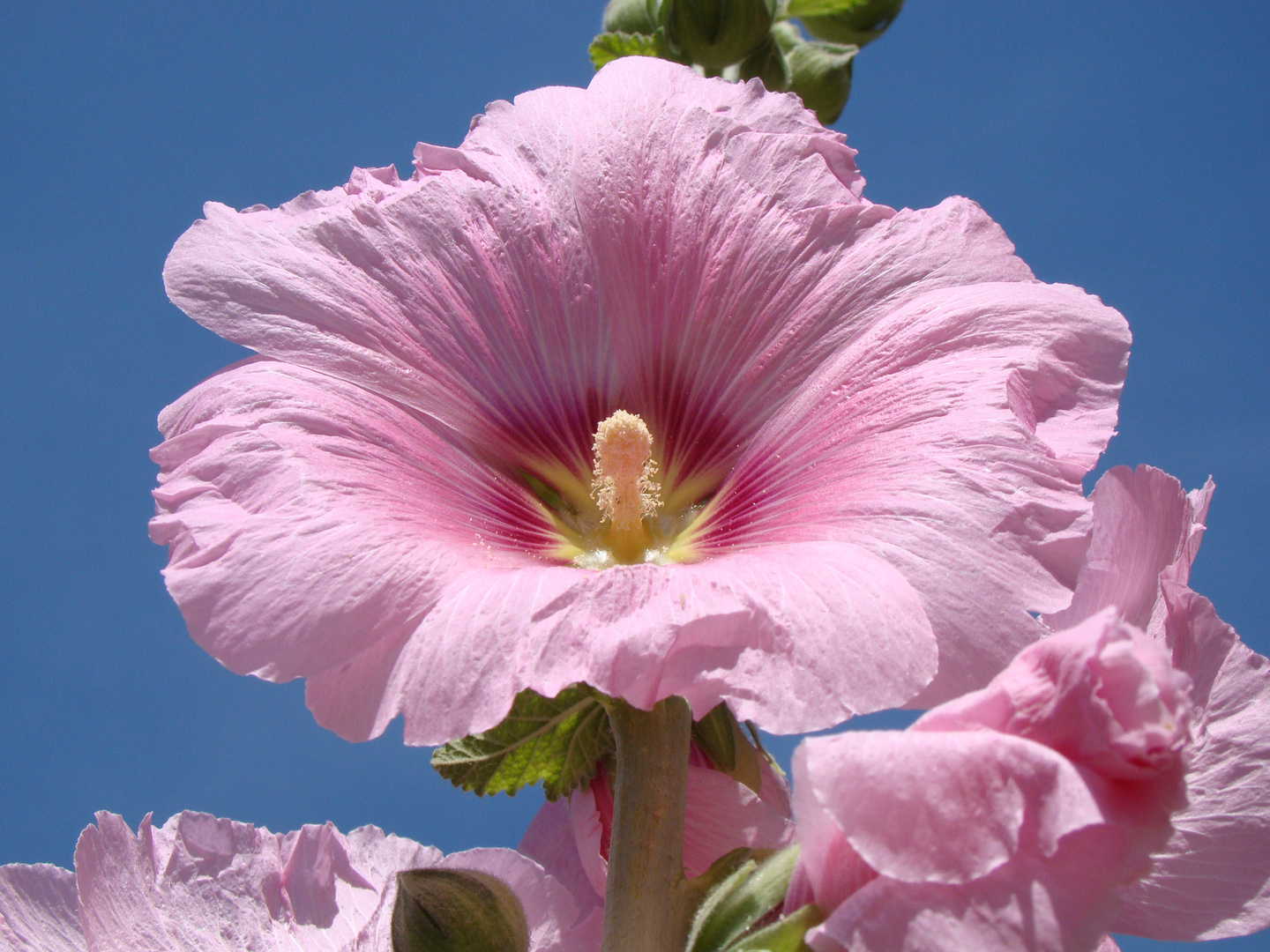 rose trémière