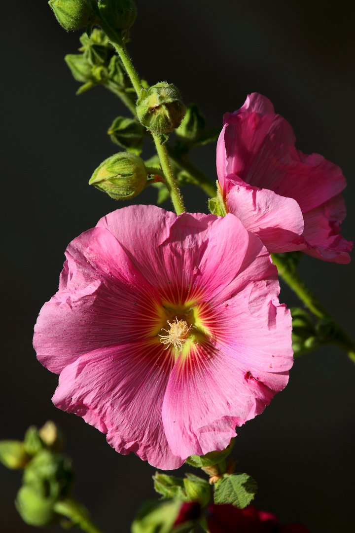 Rose Trémière