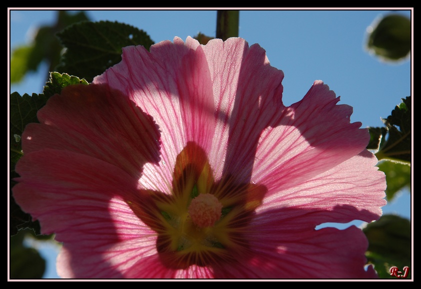 Rose trémière